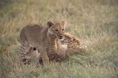 Yavru aslan yavrusu.