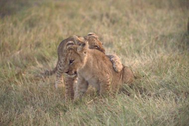 Aslan ailesi vahşi, Güney Afrika