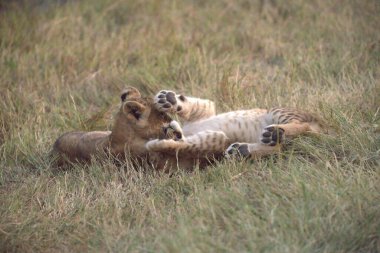 Hayvanat bahçesinde bir aslan