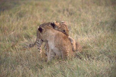 Çimlerde aslan yavruları