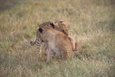 İki genç çita yavrusu kavga ediyor.