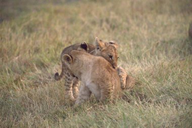 Afrika 'nın savanasındaki aslan Kenya' nın savanasındaki Kenya