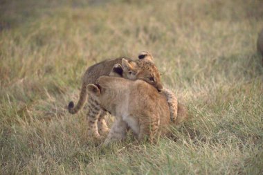 Afrika savanındaki aslanlar