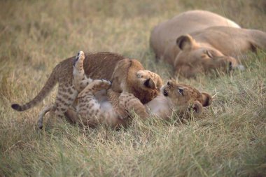 Afrika bozkırında bir grup aslan.