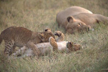 Çimlerde aslan yavruları