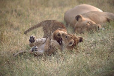 Aslan yavruları çimlerin üzerinde oynuyorlar