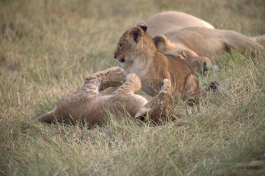 Vahşi aslan ailesi.