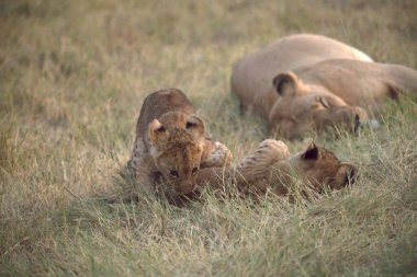 Çimlerin üzerinde bir grup aslan