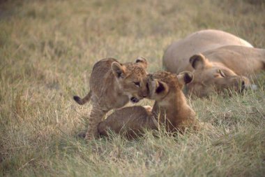 Çimenlerde oynayan aslan yavruları. yüksek kaliteli fotoğraf