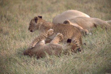 Yavru aslanla yavru aslan.