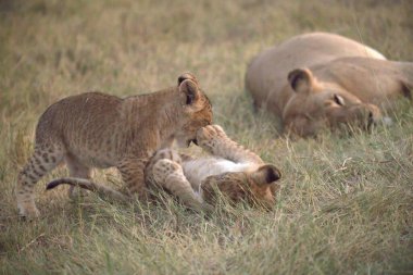 Aslan yavrusu çimenlerde oynuyor.