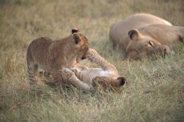 Çimenlerde yavru bir dişi aslan.