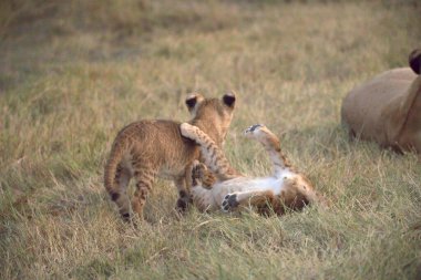 Savanadaki bir grup aslan.