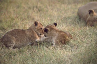 Masai Mara Kenya Afrika 'da aslan