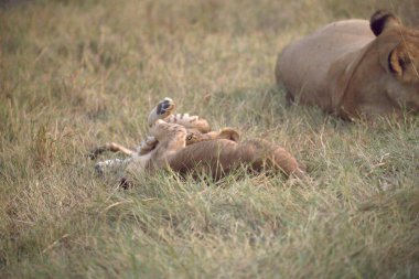 Vahşi aslan ailesi.