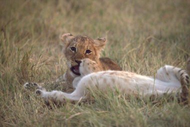 Bir aslan yavrusu oynuyor.