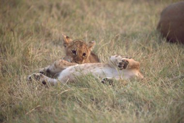 aşağı uzanmış aslan yavrusu