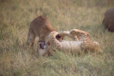 Kenya savanındaki aslanlar