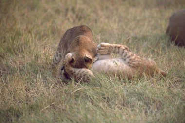 Genç bir dişi ve erkek aslanın tarlada güzel bir fotoğrafı.