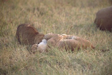 Kenya, Savannah 'da aslan yavrusu