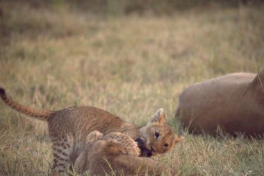 Genç sırtlan vahşi Afrika 'da akşam ışığında