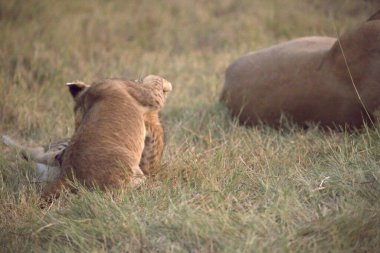 Yavru aslanlarla dişi aslan.