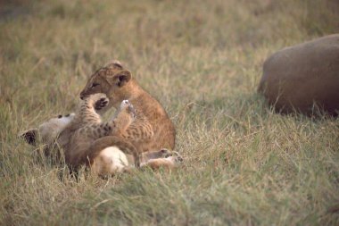 Aslan yavrusu otla besleniyor.