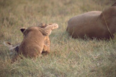 Çimlerde dişi aslan.