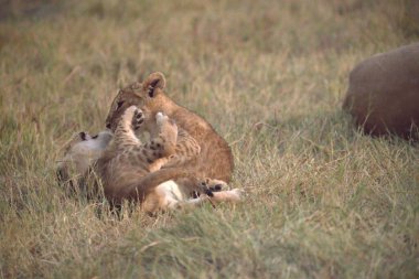 Otların arasında oynayan aslan yavrusu