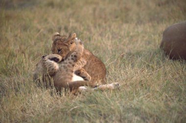 Çita ve yavrusu çimenlerde oynuyorlar.