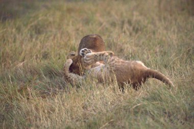 Bulanık bir geçmişi olan genç bir aslanın yakın plan fotoğrafı.