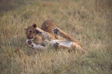 Otların arasında oynayan aslan yavrusu