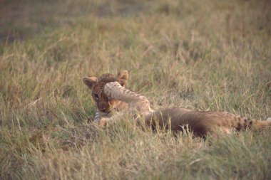 Dişi aslan çimenlerde oynuyor.