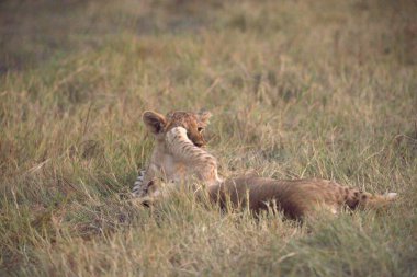 Dişi aslan yavrusu yavrularla oynuyor.