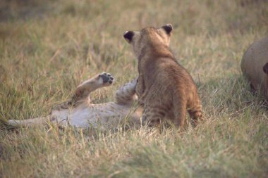 Savannah dişi aslan