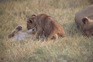 Hayvanlarıyla birlikte savanda bir aslan..