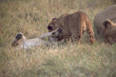 Savanadaki bir grup hayvan.