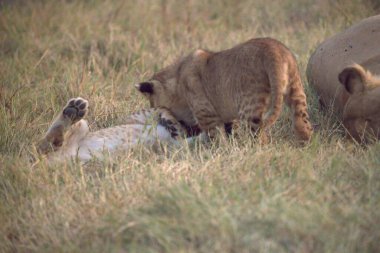 Savanadaki bir grup aslan.