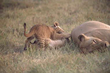 Savanadaki çimenlerde oynayan aslan yavruları.