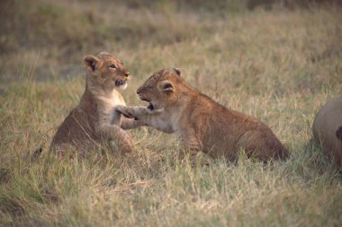 Aslan yavrusu çimlerde