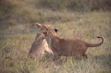 Çita yavrusu çimlerin üzerinde annesiyle oynuyor.