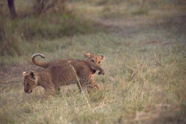 Çimenlerdeki aslanlar