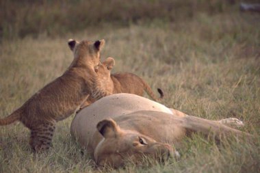 Vahşi doğada oynayan aslanlar