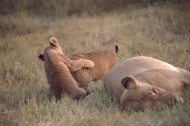 Aslanla oynayan aslan yavrusu.