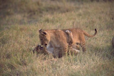 Kenya 'daki Sai Mara' nın çimlerindeki aslanlar.