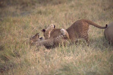 Tarlada bir aslan sürüsü