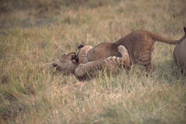 Bir aslan yavrusu annesiyle oynuyor.