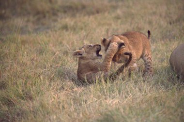 Savanadaki genç bir aslanın yakın çekimi.