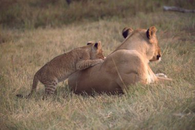 aslan yavrusu ve yavrusu