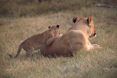 Hayvanat bahçesindeki genç aslanlar